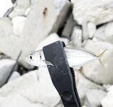 Имеретинка: чистая вода и первый луфарь сезона, охотник вынес лаврака