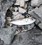 Имеретинка: чистая вода и первый луфарь сезона, охотник вынес лаврака