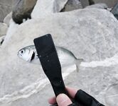 Имеретинка: чистая вода и первый луфарь сезона, охотник вынес лаврака