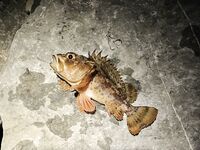 Имеретинка: чистая вода и первый луфарь сезона, охотник вынес лаврака