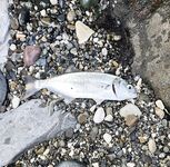 Сочи, Имеретинка — встречный ветер, осторожная ставрида и маленький луфарь