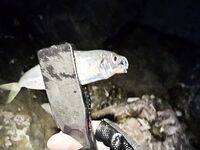 Сочи, Имеретинка — встречный ветер, осторожная ставрида и маленький луфарь