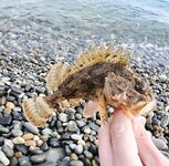 Свинарник вечером: штиль, боковое течение и маракуй в фаворе - ставрида и ерш