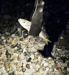 Свинарник вечером: штиль, боковое течение и маракуй в фаворе - ставрида и ерш