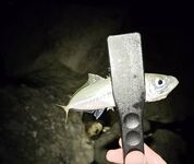 Имеретинка, штиль и боковой ветер: скорпена на пилькер, ночью ставрида поштучно