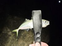 Имеретинка, штиль и боковой ветер: скорпена на пилькер, ночью ставрида поштучно