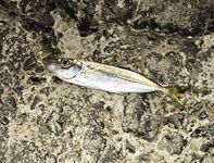 Имеретинка, штиль и боковой ветер: скорпена на пилькер, ночью ставрида поштучно