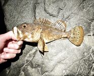 Имеретинка, штиль и боковой ветер: скорпена на пилькер, ночью ставрида поштучно