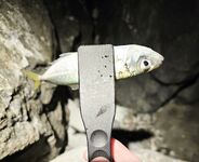 Имеретинка, штиль и боковой ветер: скорпена на пилькер, ночью ставрида поштучно