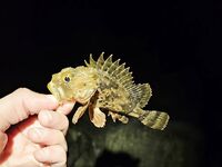 Имеретинка, закрытие отпуска: вечерний выход ставриды и пустой горбыль под подвохов