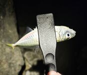 Имеретинка, закрытие отпуска: вечерний выход ставриды и пустой горбыль под подвохов