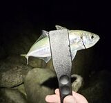 Имеретинка, закрытие отпуска: вечерний выход ставриды и пустой горбыль под подвохов