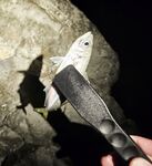 Имеретинка, закрытие отпуска: вечерний выход ставриды и пустой горбыль под подвохов