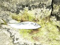 Имеретинка, закрытие отпуска: вечерний выход ставриды и пустой горбыль под подвохов