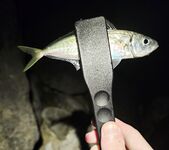 Имеретинка, закрытие отпуска: вечерний выход ставриды и пустой горбыль под подвохов