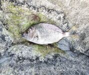 Имеретинка, закрытие отпуска: вечерний выход ставриды и пустой горбыль под подвохов