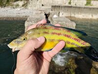 Агой, Туапсинский район: последние два года пусто - ищу рабочие места по совету