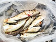 Лазаревская: рыба уже есть, но пока в количестве не разошлась - держу темп