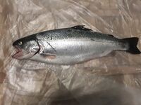 Крым, Ялта: охота за микижей в море и реках продолжается - морская рыбалка тут