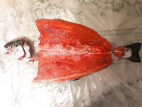 Крым, Ялта: охота за микижей в море и реках продолжается - морская рыбалка тут