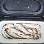 Утро в Сочи короткое: немного поклевало до ветра и по домам - рыбалка дальше