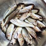 Утро в Сочи короткое: немного поклевало до ветра и по домам - рыбалка дальше