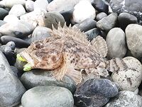 Сочи, первый день обратно у моря: изучаю снасти и точки, пока приглядываюсь