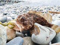 Сочи, первый день обратно у моря: изучаю снасти и точки, пока приглядываюсь