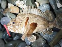 Сочи, первый день обратно у моря: изучаю снасти и точки, пока приглядываюсь