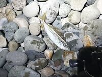 Район Сочи парка, клев на каждом забросе: рыбалка удалась, всех отпустил