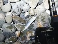 Район Сочи парка, клев на каждом забросе: рыбалка удалась, всех отпустил