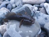 Район Сочи парка, клев на каждом забросе: рыбалка удалась, всех отпустил