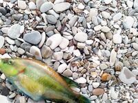 Фидер 5–8 вечера: 4 карася, две зеленушки и «монстр» в щипцах для опознания