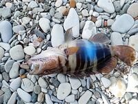 Красота улова: якорное фото дня и короткий выход