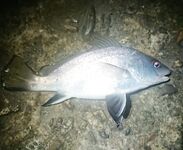 Буны и первый горбылёк года: ставрида шпротой, скорпены в прилове