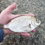 Буны и первый горбылёк года: ставрида шпротой, скорпены в прилове