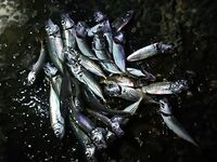 Буны и первый горбылёк года: ставрида шпротой, скорпены в прилове