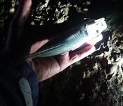 Ветер до 4 г, ночной «дед» порвал 0.18: ставрида 1.5–2 м, без подсака шансов мало