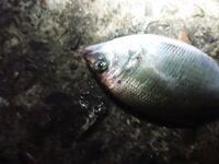 Ветер до 4 г, ночной «дед» порвал 0.18: ставрида 1.5–2 м, без подсака шансов мало