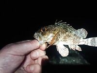 Ветер до 4 г, ночной «дед» порвал 0.18: ставрида 1.5–2 м, без подсака шансов мало