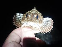 Ветер до 4 г, ночной «дед» порвал 0.18: ставрида 1.5–2 м, без подсака шансов мало