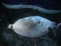 Имеретинка Адлер: ветер, веса 3–3.5 г и горбыль 600–700 отпущен