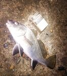 Имеретинка Адлер: ветер, веса 3–3.5 г и горбыль 600–700 отпущен