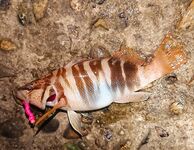 Вечерние буны, тихая вода и ставридос мелкий: покидал, подышал, фото на память