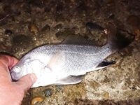 Вечерние буны, тихая вода и ставридос мелкий: покидал, подышал, фото на память