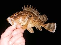 Вечерние буны, тихая вода и ставридос мелкий: покидал, подышал, фото на память