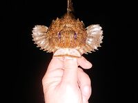 Вечерние буны, тихая вода и ставридос мелкий: покидал, подышал, фото на память