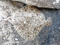 Морская рыбалка в Геленджике и Кабардинке: летом у берега мельчает, дальняк рулит