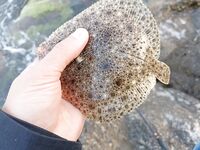 Морская рыбалка в Геленджике и Кабардинке: летом у берега мельчает, дальняк рулит