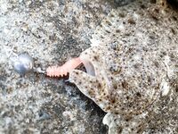 Морская рыбалка в Геленджике и Кабардинке: летом у берега мельчает, дальняк рулит